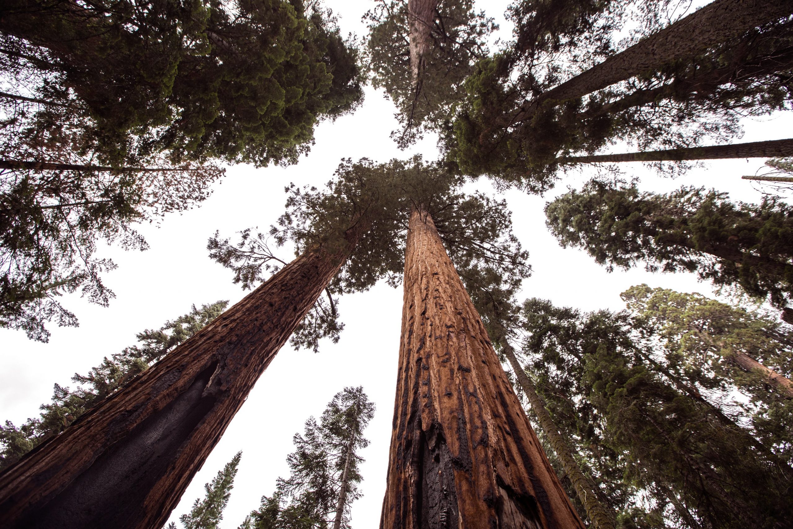 Parking for Transamerica Redwood Park
